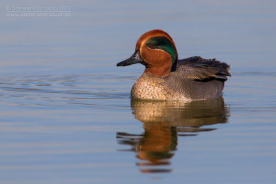 Common Teal (Anas crecca)