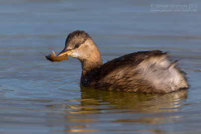 Little Grebe (Tachybaptus ruficollis)