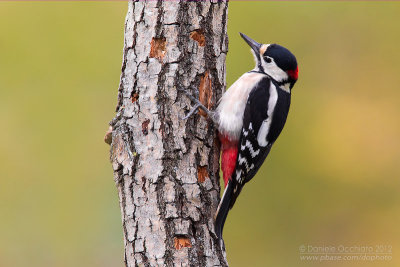 Great Spotted Woodpecker (Dendrocopos major)