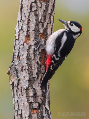 Great Spotted Woodpecker (Dendrocopos major)