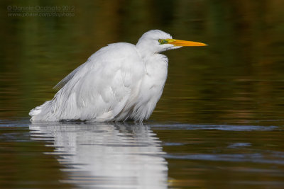 Great White Egret (Casmerodius albus)