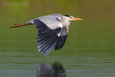 Grey Heron (Ardea cinerea)