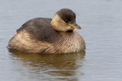 Little Grebe (Tachybaptus ruficollis)