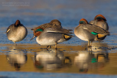 Eurasian Teal (Anas crecca)