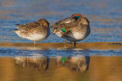 Eurasian Teal (Anas crecca)