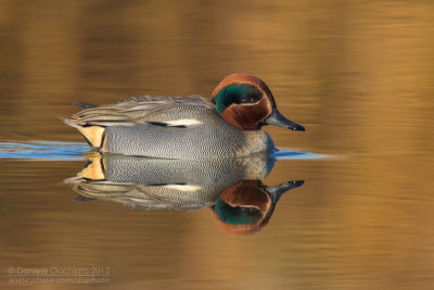 Eurasian Teal (Anas crecca)
