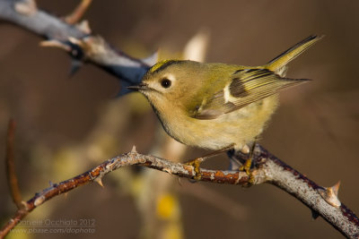 Goldcrest (Regulus regulus)