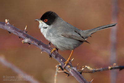 Sardinian Warbler (Sylvia melanocephala)