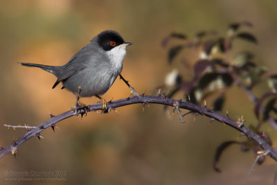 Sardinian Warbler (Sylvia melanocephala)