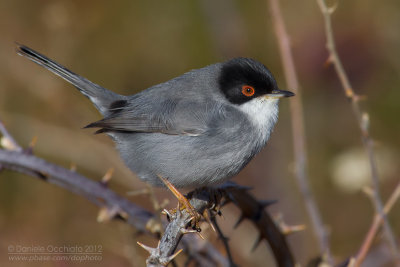 Sardinian Warbler (Sylvia melanocephala)