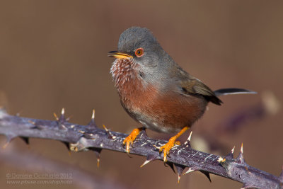 Dartford Warbler (Sylvia undata)