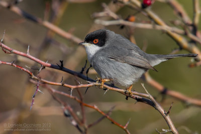 Sardinian Warbler (Sylvia melanocephala)