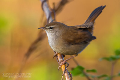 Cetti's Warbler (Cettia cetti)