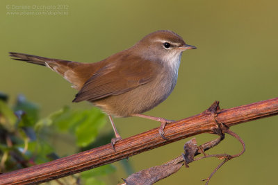 Cetti's Warbler (Cettia cetti)