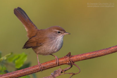 Cetti's Warbler (Cettia cetti)