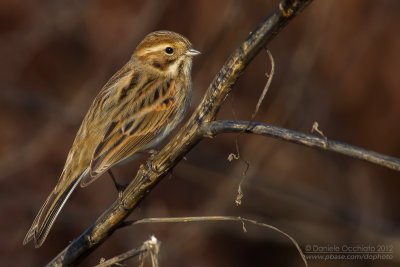 Reed Bunting (Emberiza schoeniclus)