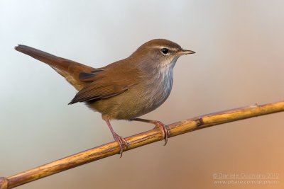 Cetti's Warbler (Cettia cetti)