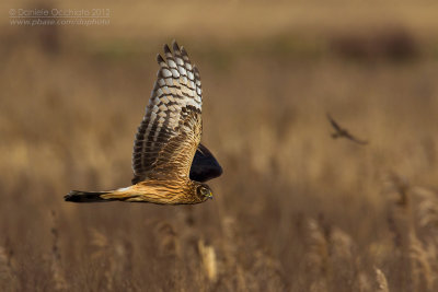 Hen Harrier (Circus cyaneus)