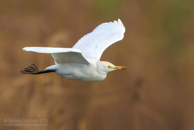 Cattle Egret (Bubulcus ibis)