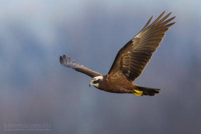 Western Marsh Harrier (Circus aeruginosus)