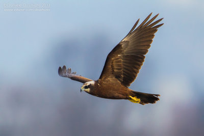 Western Marsh Harrier (Circus aeruginosus)