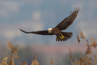 Western Marsh Harrier (Circus aeruginosus)