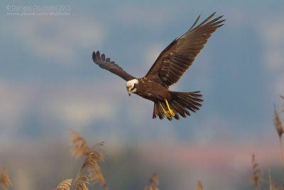 Western Marsh Harrier (Circus aeruginosus)