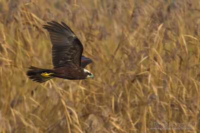 Western Marsh Harrier (Circus aeruginosus)