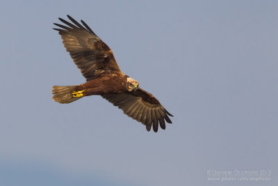 Western Marsh Harrier (Circus aeruginosus)