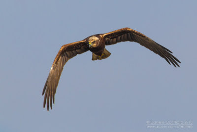 Western Marsh Harrier (Circus aeruginosus)