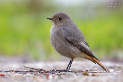 Black Redstart (Phoenicurus ochruros)