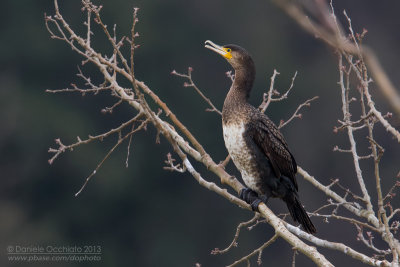 Great Cormorant (Phalacrocorax carbo sinensis)
