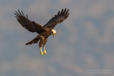 Western Marsh Harrier (Circus aeruginosus)