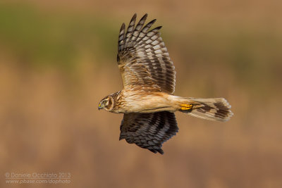 Hen Harrier (Circus cyaneus)