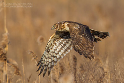 Hen Harrier (Circus cyaneus)