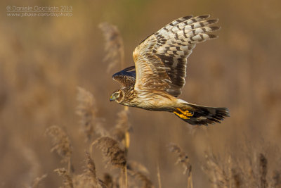 Hen Harrier (Circus cyaneus)