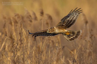 Hen Harrier (Circus cyaneus)