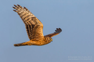 Hen Harrier (Circus cyaneus)