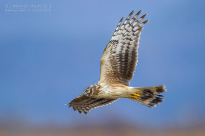 Hen Harrier (Circus cyaneus)