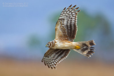 Hen Harrier (Circus cyaneus)