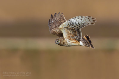 Hen Harrier (Circus cyaneus)