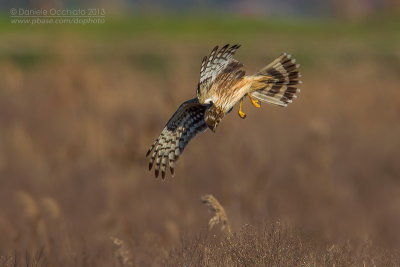 Hen Harrier (Circus cyaneus)