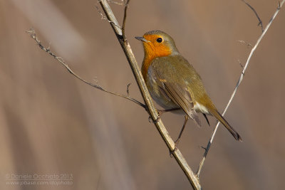 European Robin (Eritachus rubecula)