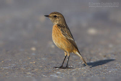 European Stonechat (Saxicola rubicola)