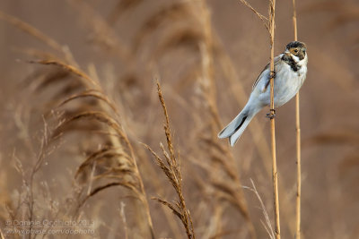 Reed Bunting (Emberiza schoeniclus)