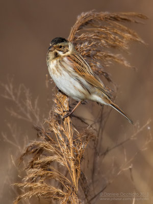 Reed Bunting (Emberiza schoeniclus)