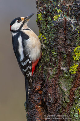 Great Spotted Woodpecker (Dendrocopos major)