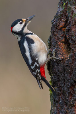 Great Spotted Woodpecker (Dendrocopos major)