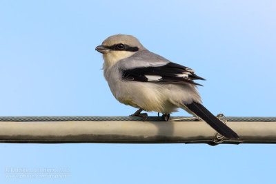 Great Grey Shrike (Lanius excubitor)