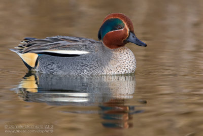 Common Teal (Anas crecca)